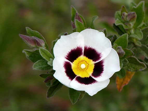 Aroma y flores de jaras en el jardn (2 parte)	